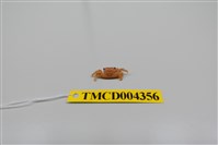 藏品(小型小相手蟹)的圖片